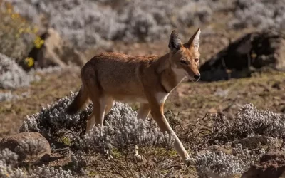 6 Days Bale Mountains Trekking